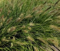 Pennisetum alopecuroides 'Hameln' - Lampenpoetsersgras 'Hameln' - 6