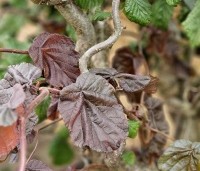 Corylus avellana 'Red Majestic' - Rode kronkelhazelaar - 1