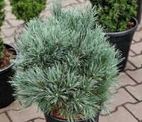 Pinus sylvestris 'Watereri' - Dwerg grove den 'Watereri' - 2