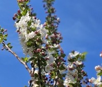 Malus 'Evereste' - Sierappel - 4