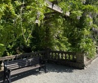 Wisteria sinensis - Blauwe Regen - 2