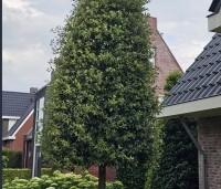 Quercus ilex - Steeneik - 5