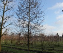 Populus tremula