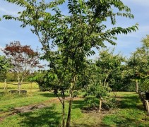 Prunus subhirtella 'Autumnalis' in meerstam uitvoering