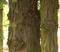 Thuja occ Brabant