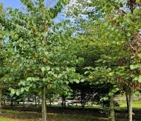 Cercis siliquastrum - Judasboom - 3