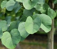 Cercis siliquastrum - Judasboom - 2