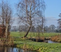 Betula pendula - Ruwe berk - 5