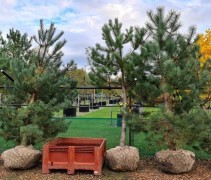 Pinus nigra (op depot kwekerij Ten Hoven)