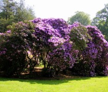 Rhododendron Roseum Elegans