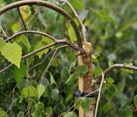Betula pendula 'Youngii' - Prieelberk - 1