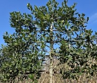 Ilex 'Nellie R. Stevens' - Amerikaanse hulst - voorbeeld leischerm meerjarig geleid