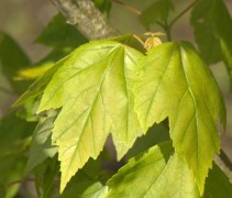 Acer rubrum 'Red Sunset' 