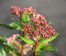 Viburnum tinus Gwenllian