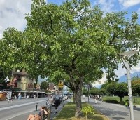 Juglans regia - Walnoot - 1