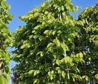 Carpinus betulus - Haagbeuk - leischerm 150 x 120 cm  in mei