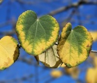 Cercidiphyllum japonicum  - Katsuraboom - 1