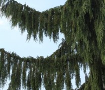 Chamaecyparis nootkatensis 'Pendula' 