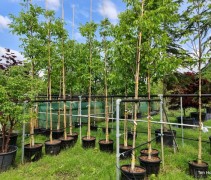 Juglans regia 'Bella Maria'