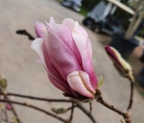Magnolia 'Ricki'