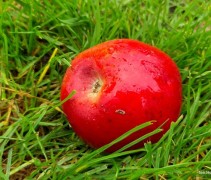 Malus domestica 'Red Elstar'