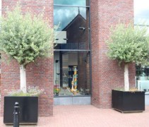 Steeneik in bakken
