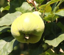 Vrucht in ontwikkeling