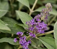 Buddleja davidii 'Lochinch' - Vlinderstruik 'Lochinch' - 2