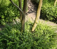 Lonicera nitida Maigrun - Struikkamperfoelie - 1