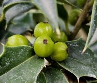 Ilex aquipernyi 'Dragon Lady' - Hulst 'Dragon Lady' - 1