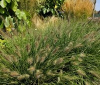 Pennisetum alopecuroides 'Hameln' - Lampenpoetsersgras 'Hameln' - 10