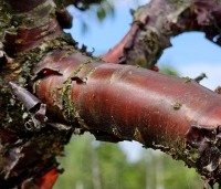 Prunus serrula - Tibetaanse Sierkers - 3
