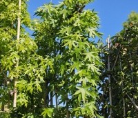 Liquidambar styraciflua 'Worplesdon' - Amberboom - 3