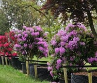 Rhododendron 'Roseum Elegans' - Rododendron 'Roseum Elegans' - 1
