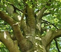 Fagus sylvatica - Groene beuk - 8