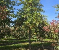 Quercus palustris - Moeraseik - 4