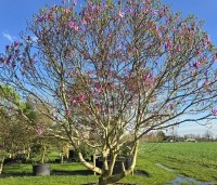 Magnolia 'Susan' - Beverboom - 2