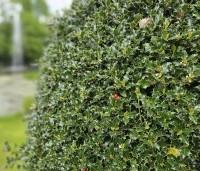 Ilex aquifolium - Scherpe Hulst - 2