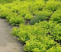Spiraea japonica 'Golden Princess' - Spierstruik 'Golden Princess' - vakbeplanting  - 1