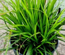 Carex Morrowii