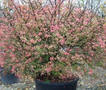 Euonymus alatus.