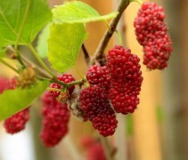 Morus alba Giant Fruit is op aanvraag leverbaar