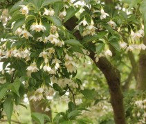 Storaxboom, treurboom met bloemen