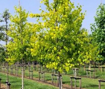 Betula pendula Golden Cloud