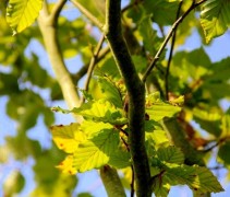 Najaarsblad