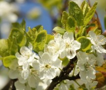 Prunus domestica 'Belle de Louvain'