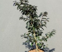 Styrax japonicus 'Evening Light'