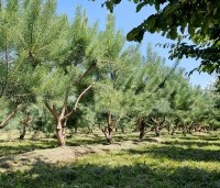 Pinus sylvestris - Grove den - grillige meerstammen