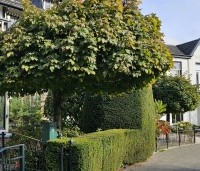 Acer platanoides 'Globosum' - Bol esdoorn 'Globosum' - 5