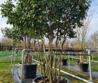 Photinia fraseri 'Red Robin'  - Glansmispel - 3